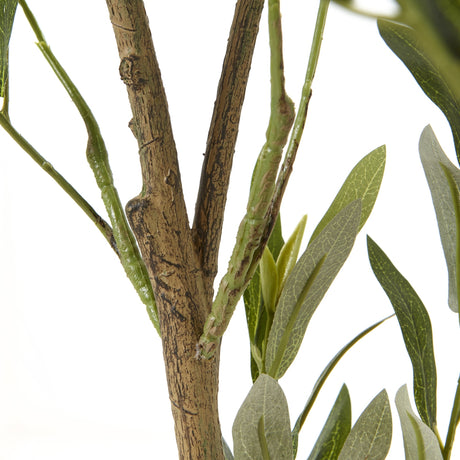 apulia olive tree in white pot 150cm