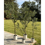 apulia olive tree in white pot 150cm