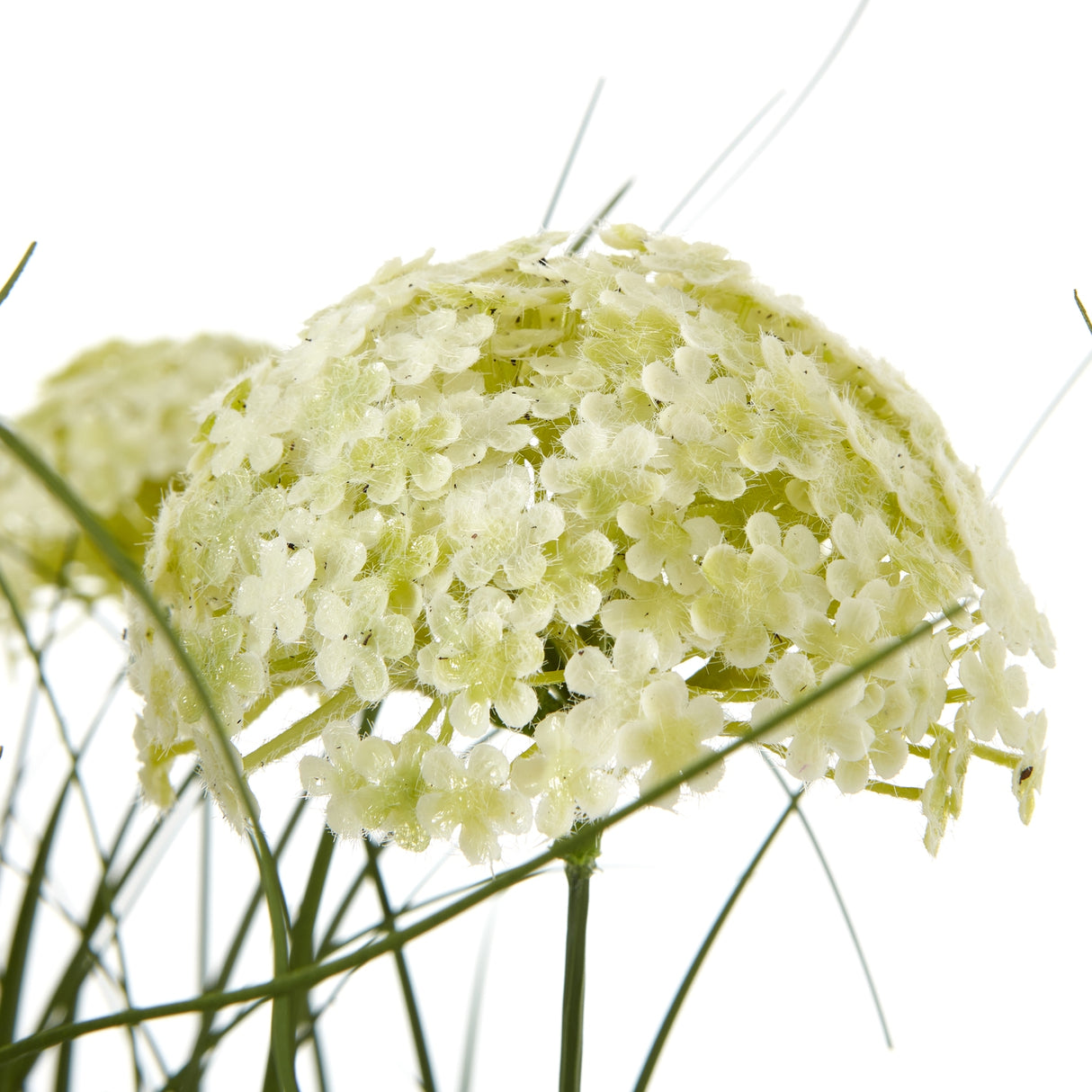 white allium plant in pot