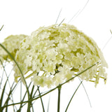 white allium plant in pot