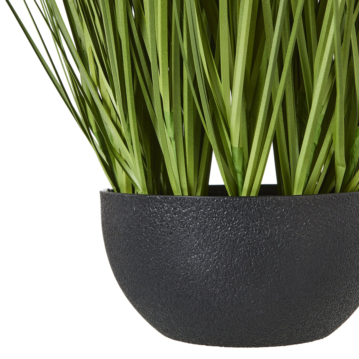 white allium plant in pot