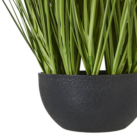 white allium plant in pot