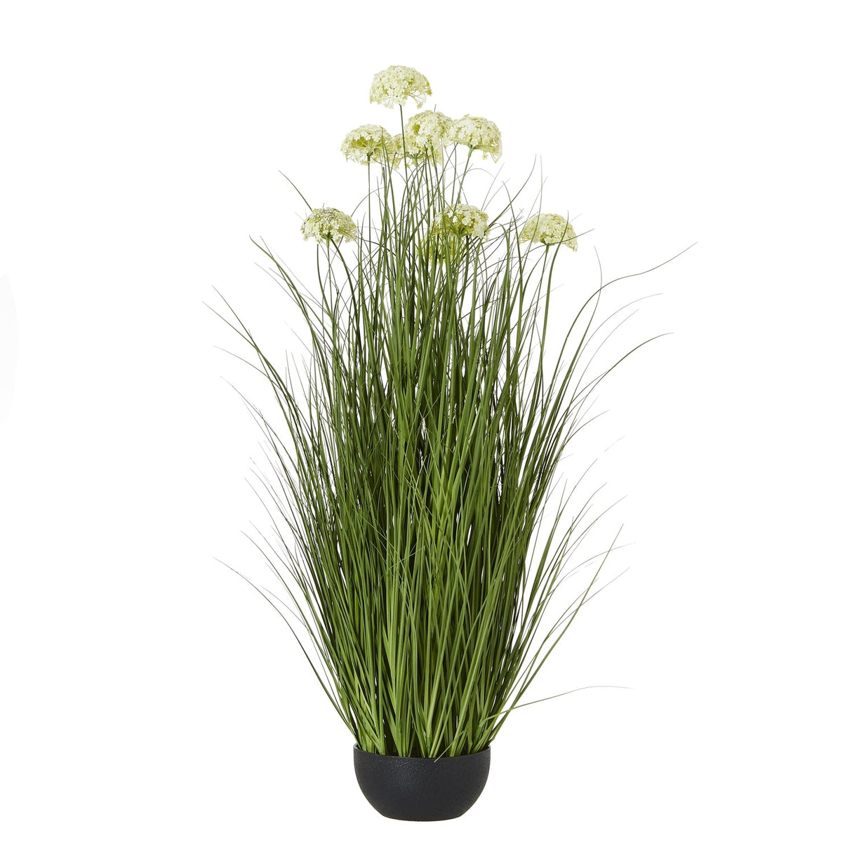 Yvonne Allium Plant In Pot (White)