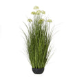 white allium plant in pot