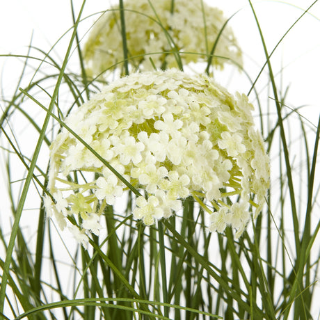 large white allium plant in pot
