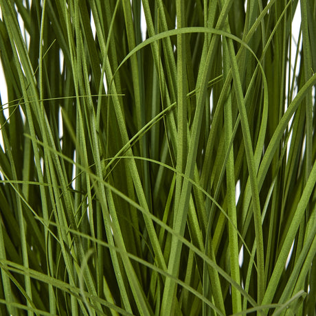 large white allium plant in pot