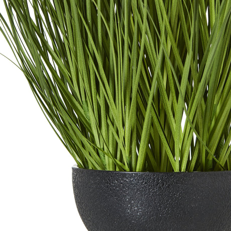 large white allium plant in pot
