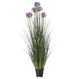 large purple agapanthus plant in pot