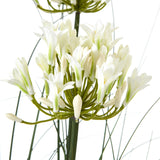 large white agapanthus plant in pot