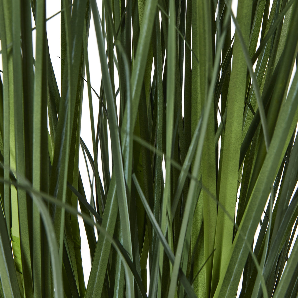 large white agapanthus plant in pot