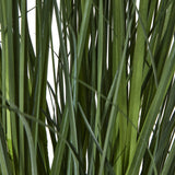 large white agapanthus plant in pot