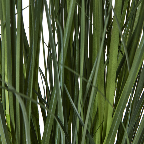 large white agapanthus plant in pot