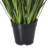 large white agapanthus plant in pot