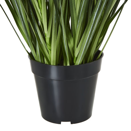 large white agapanthus plant in pot