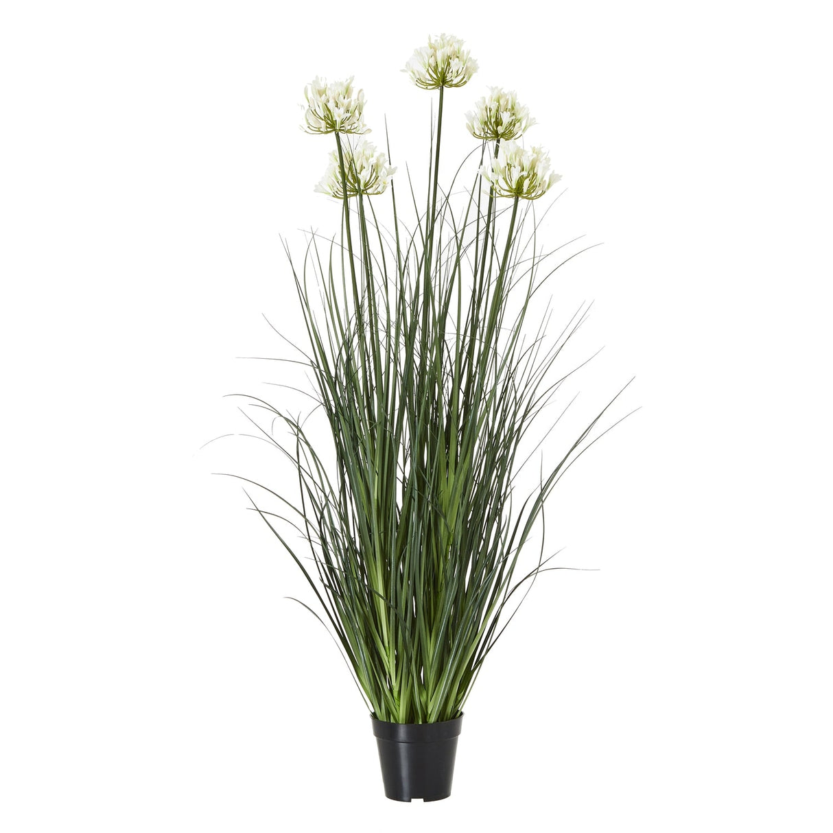 Tess Large White Allium Plant In Pot