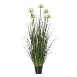 Tess Large White Allium Plant In Pot