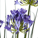 large blue agapanthus plant in pot