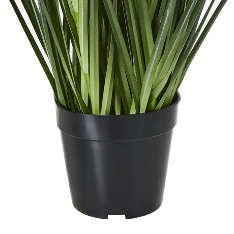 large blue agapanthus plant in pot