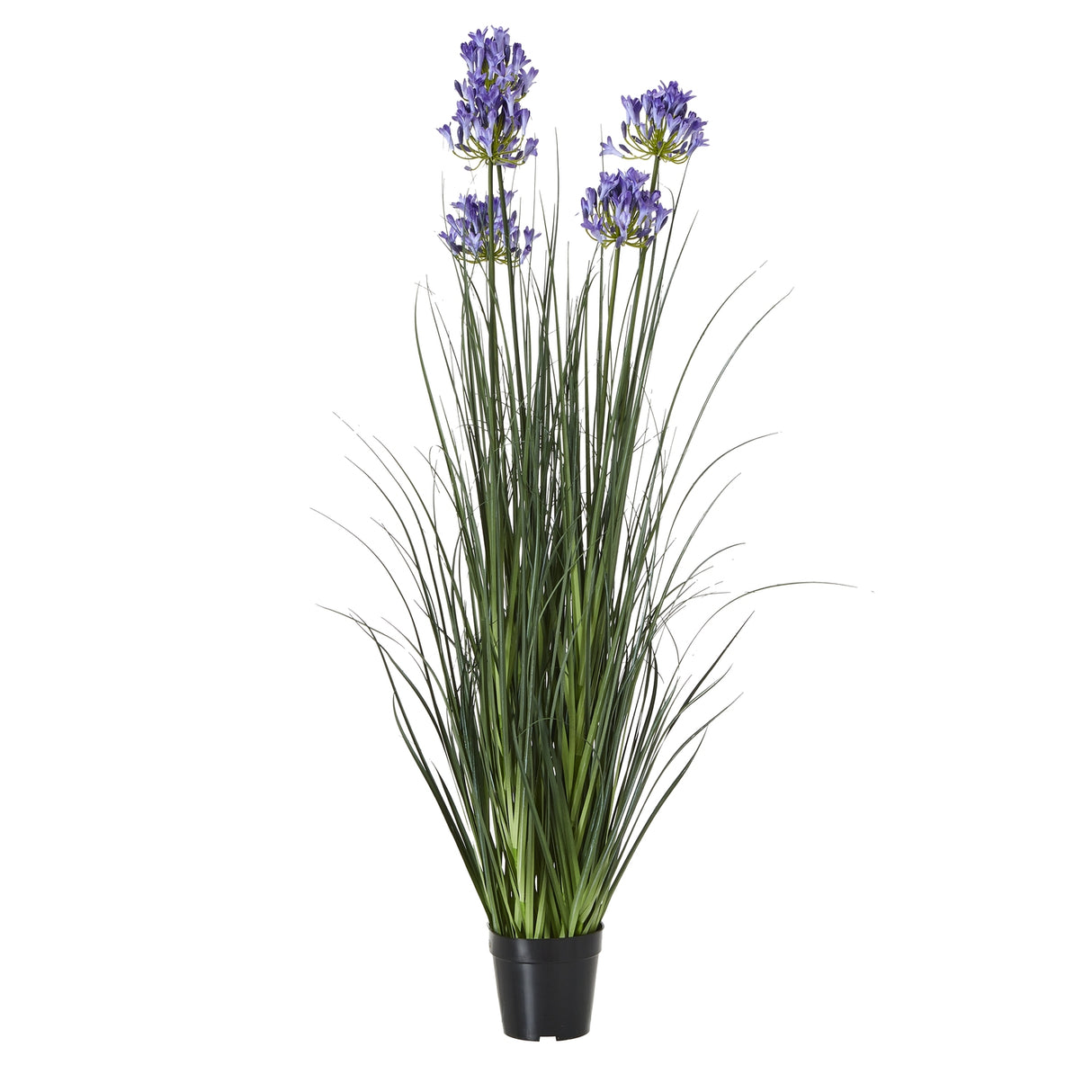 large blue agapanthus plant in pot