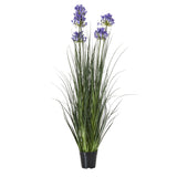 large blue agapanthus plant in pot