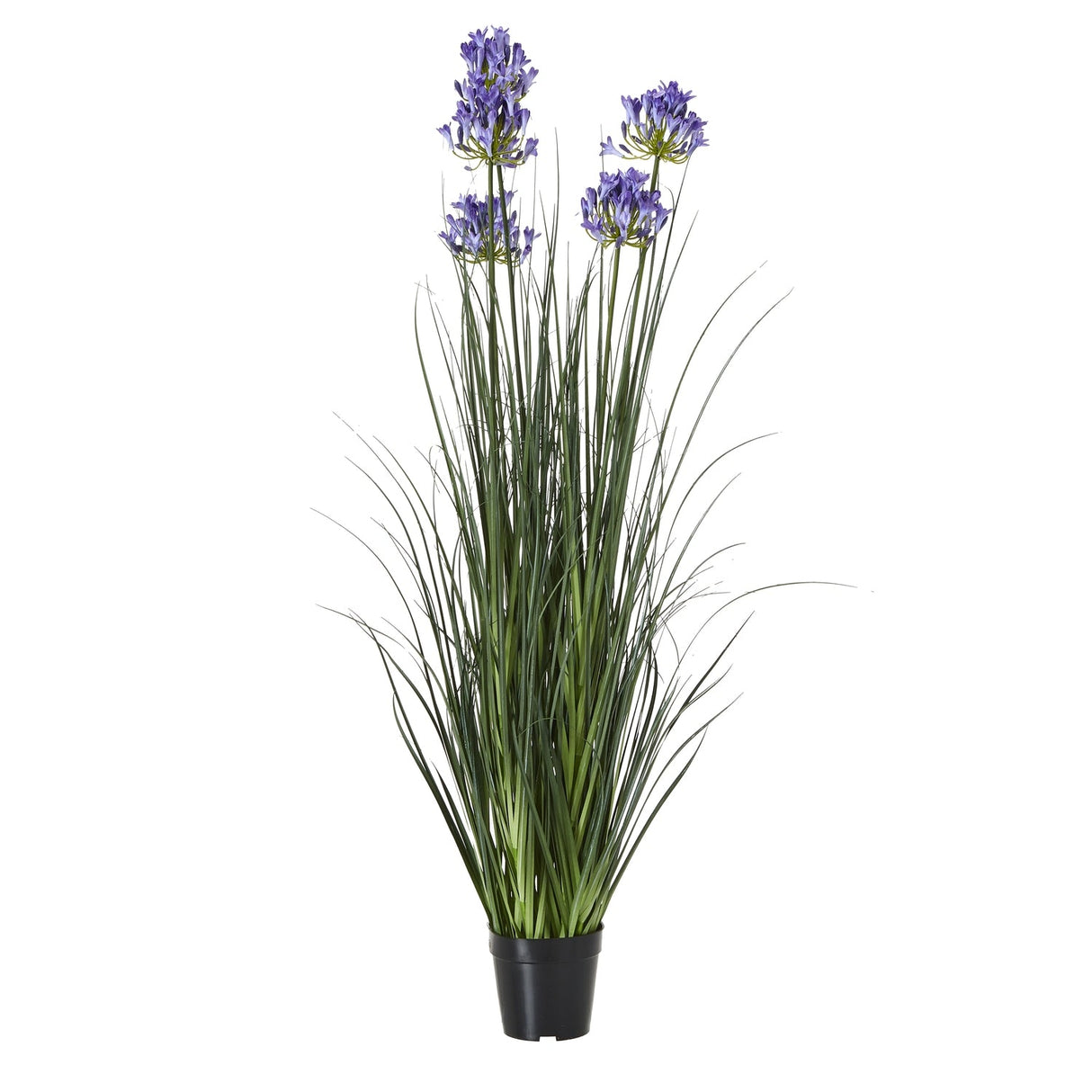 Julienne Large Agapanthus Plant In Pot