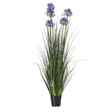 Julienne Large Agapanthus Plant In Pot