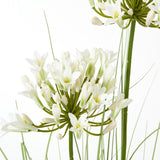 white agapanthus plant in pot