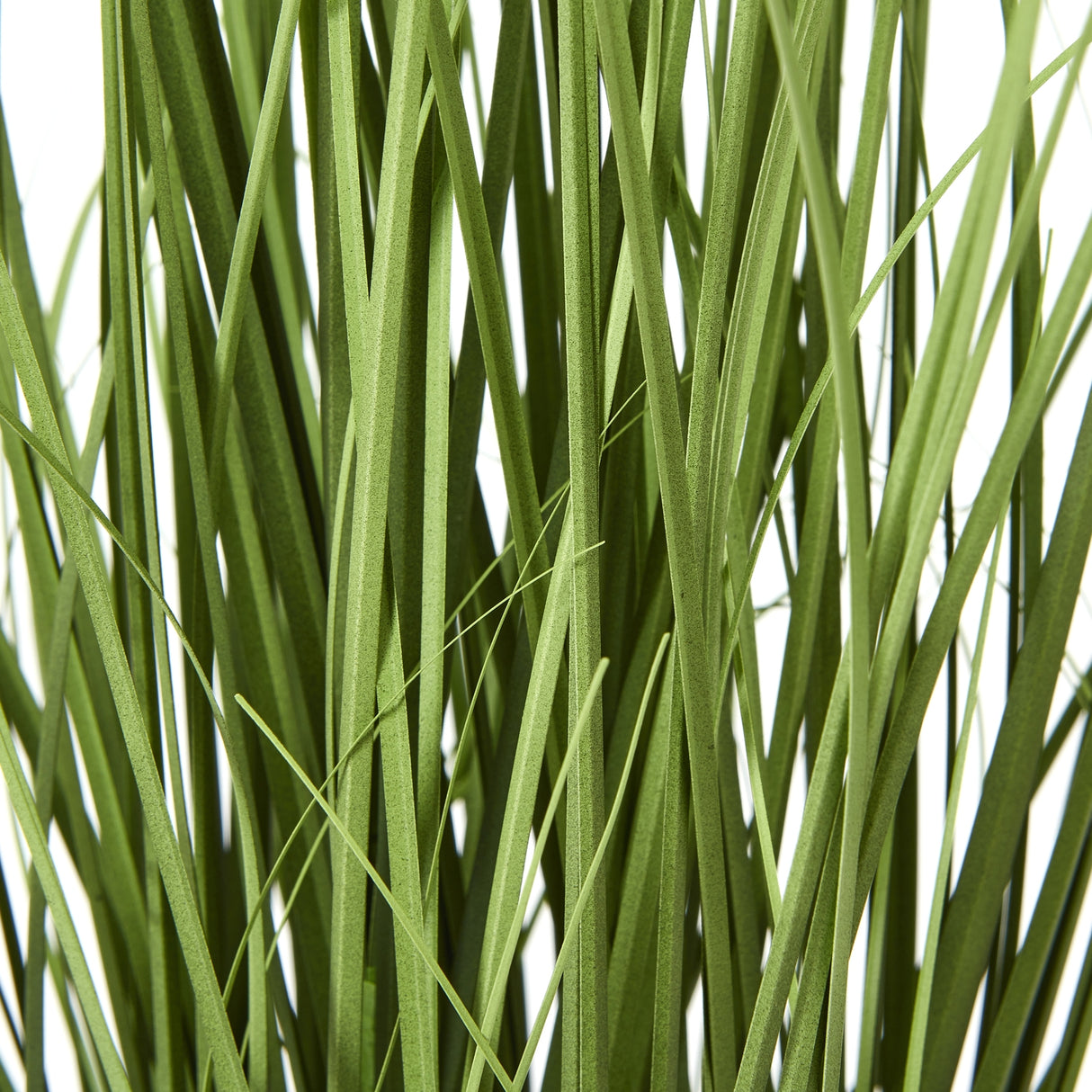 white agapanthus plant in pot