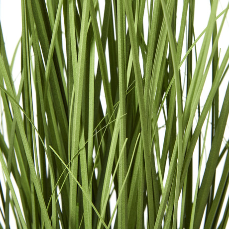 white agapanthus plant in pot