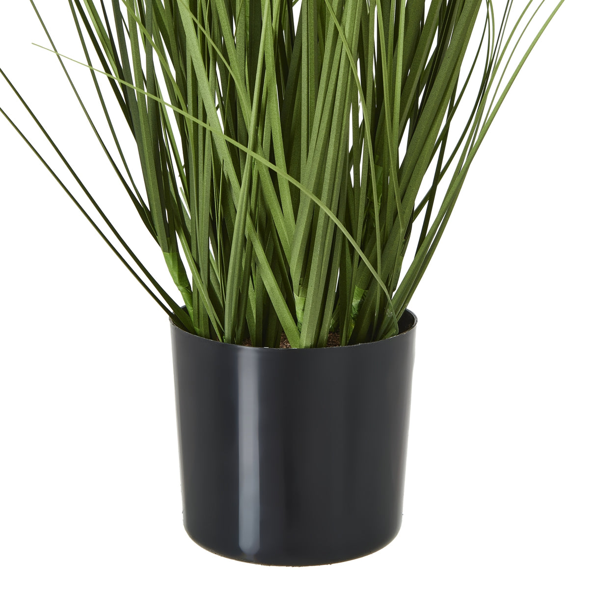 white agapanthus plant in pot