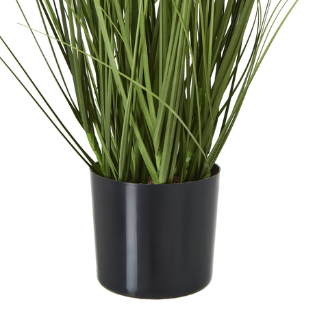 white agapanthus plant in pot