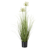 Yvonne Agapanthus Plant In Pot (White)