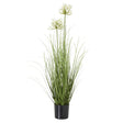 white agapanthus plant in pot