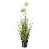 white agapanthus plant in pot