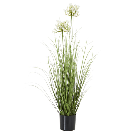 white agapanthus plant in pot