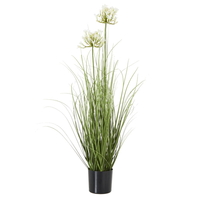 white agapanthus plant in pot