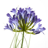 blue agapanthus plant in pot