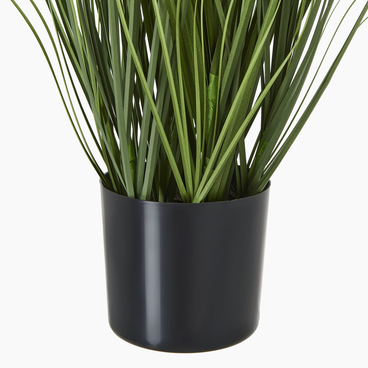 blue agapanthus plant in pot