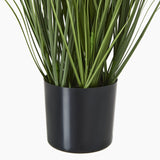 blue agapanthus plant in pot