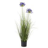 Juliette Agapanthus Plant In Pot