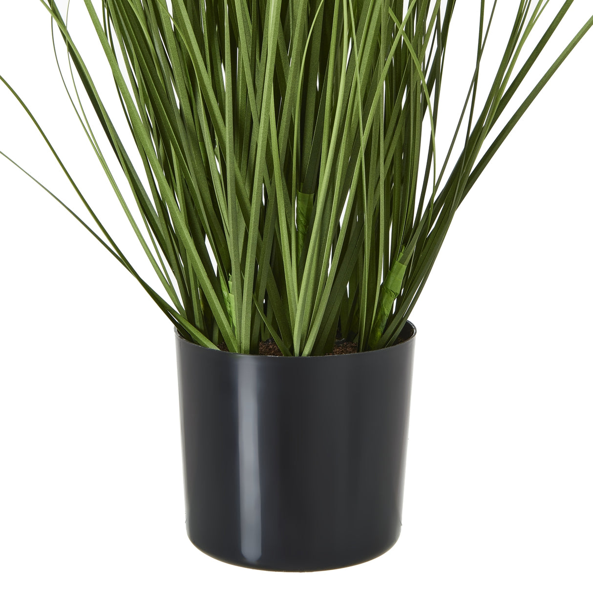 purple agapanthus plant in pot
