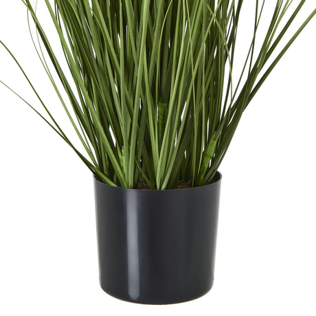 purple agapanthus plant in pot