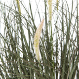 fountain grass plant in pot
