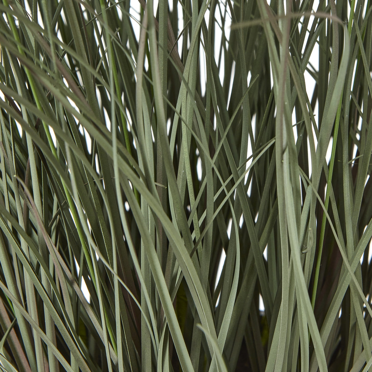 fountain grass plant in pot