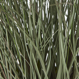 fountain grass plant in pot