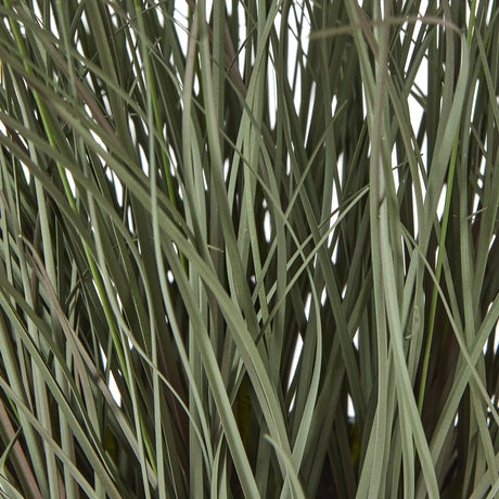fountain grass plant in pot