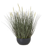 Cecile Fountain Grass Plant In Pot