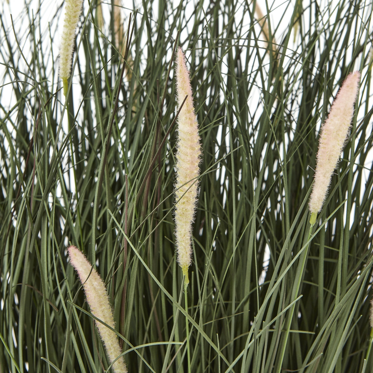 large fountain grass plant in pot