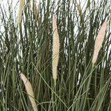 large fountain grass plant in pot
