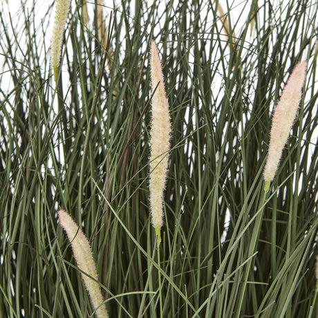 large fountain grass plant in pot